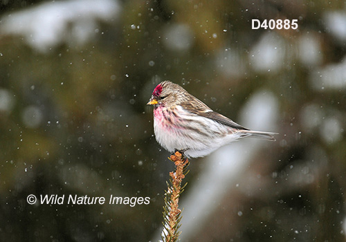 Common Redpoll (Acanthis flammea)